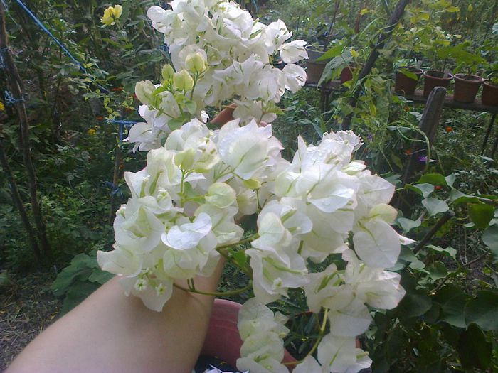 Bouga alba