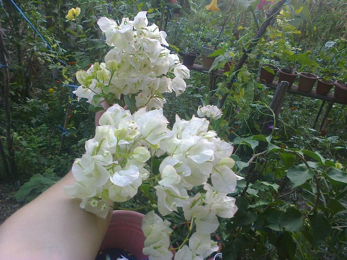  - A-Flori 2013