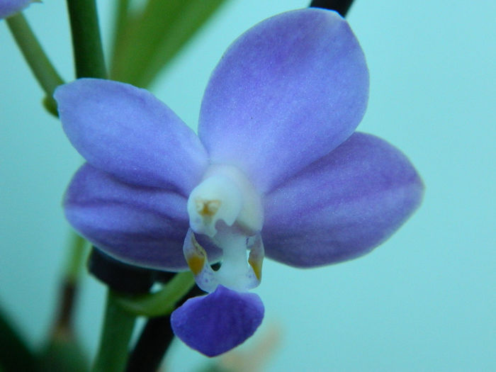 DSCN2654 - Doritaenopsis Purple Martin