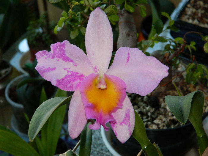 DSCN2679 - Cattleya Madalina