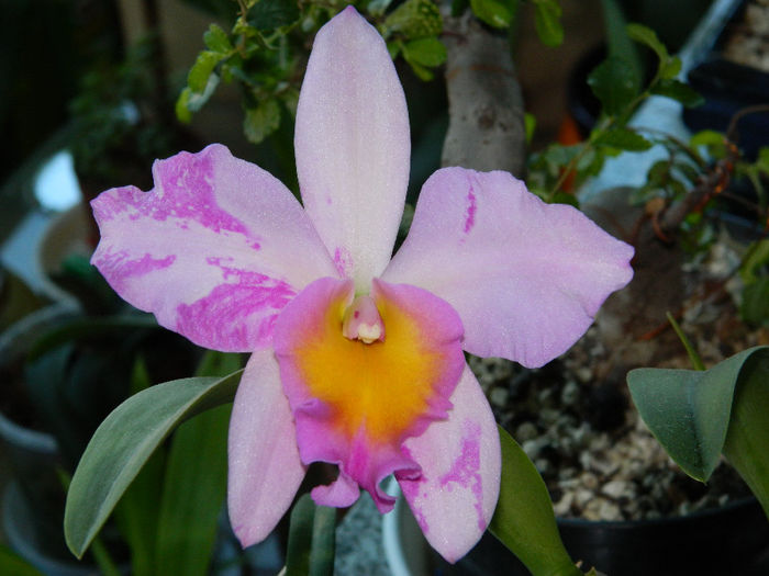 DSCN2680 - Cattleya Madalina