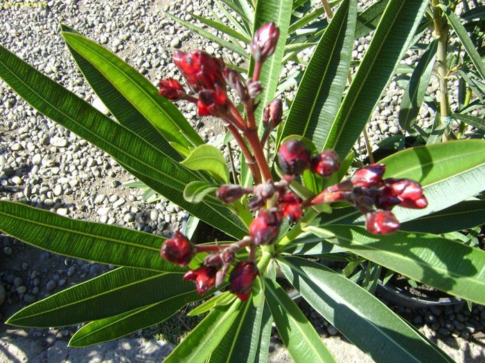 DSC00932 - Rubis