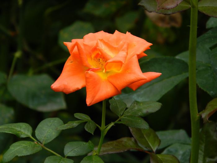 DSCN0992