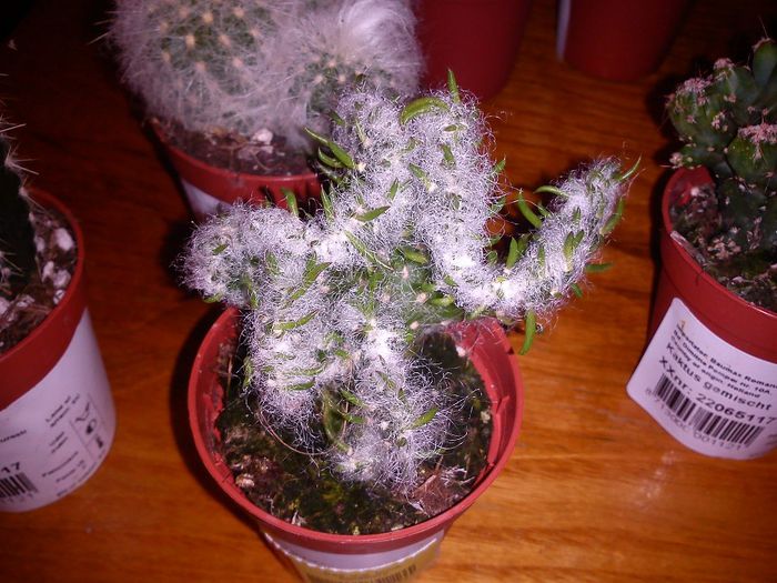 2013.08.30 - Austrocylindropuntia vestita