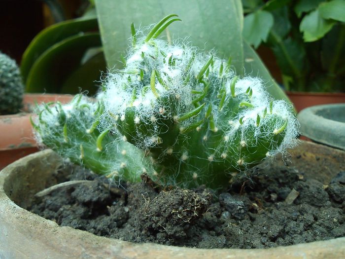 2013.09.01 - Austrocylindropuntia vestita