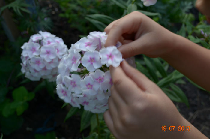 phlox - a-Gradina de toamna