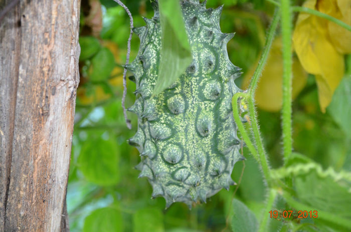 Kiwano - a-Gradina de toamna