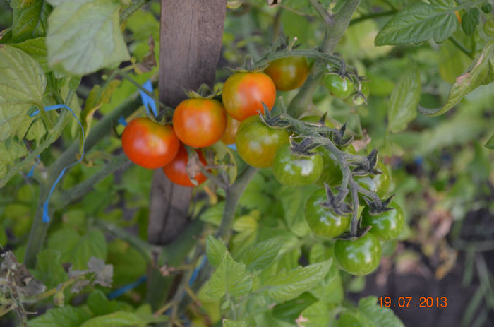 rosii cherry passio-timpurii si foarte dulci - a-Gradina de toamna