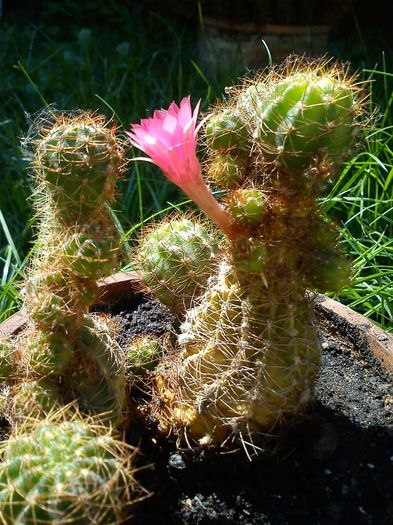 2013.09.01 - Echinopsis backebergii