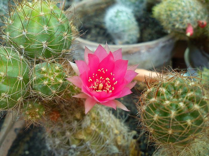 2013.09.01 - Echinopsis backebergii