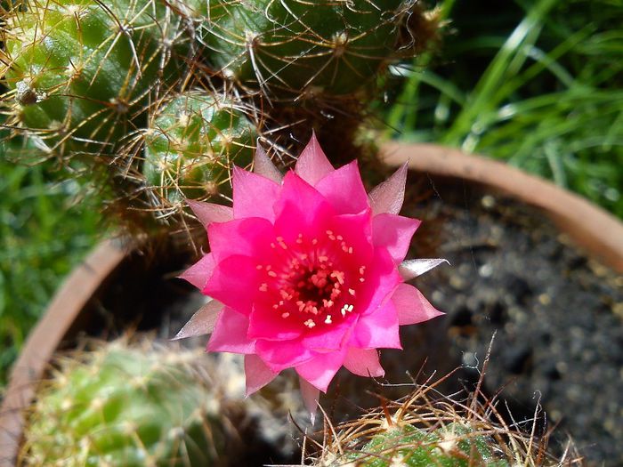 2013.09.01 - Echinopsis backebergii