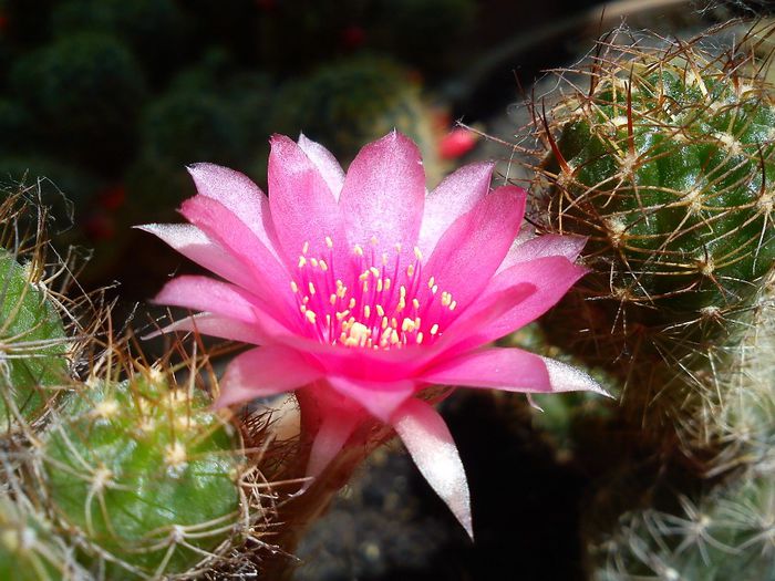 2013.09.01 - Echinopsis backebergii