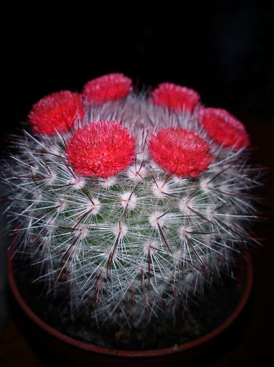 2013.08.30 - Mammillaria halbingeri