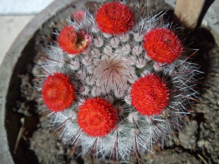 2013.09.01 - Mammillaria halbingeri