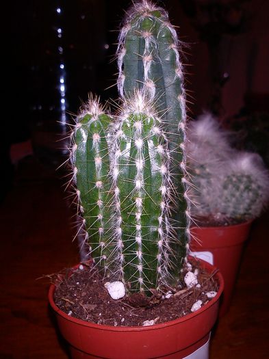 2013.09.01 - Pilosocereus glaucochrous