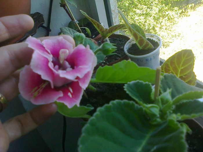  - A-Flori 2013