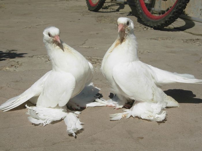 DSCN4544 - SIBERIENI