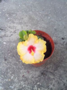 90895351_EQPXBZP - amanda dubin-4