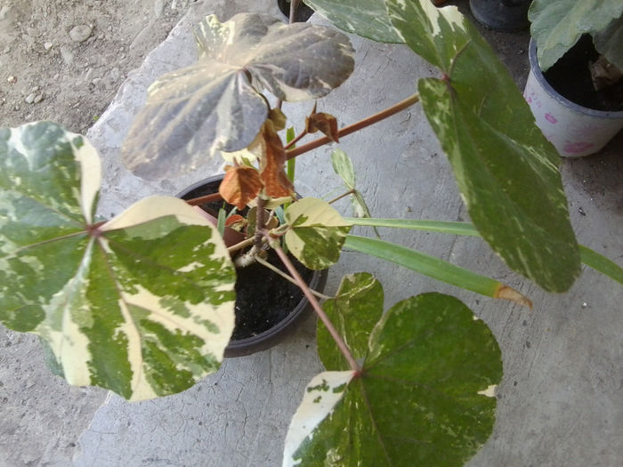 Fotografie6972 - tiliaceus