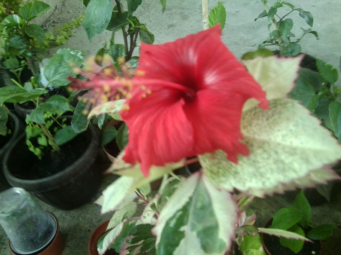 cooperi rose -flake - 0000-colectia mea de hibiscusi