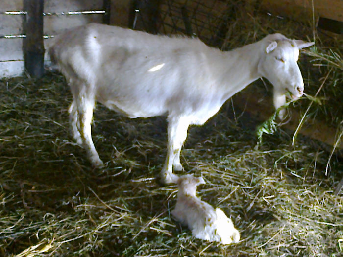 Fotografie0156 - Prima fatare la caprele saanen din ferma noastra august si septembrie 2013