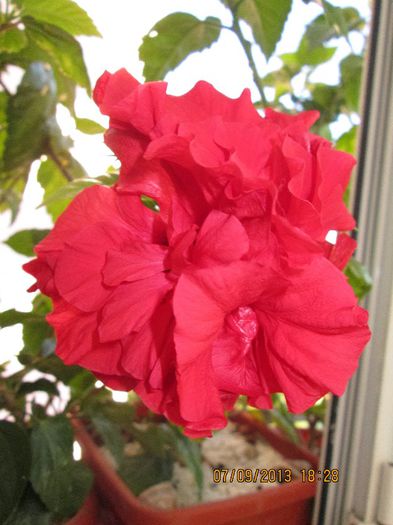 IMG_9156 - Florile mele in septembrie