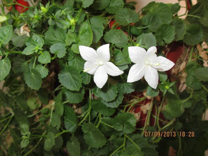 IMG_9155 - Florile mele in septembrie
