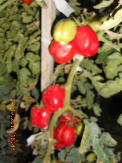 DSCN4167