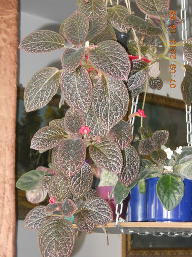 episcia