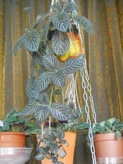 episcia