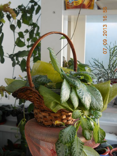 episcia