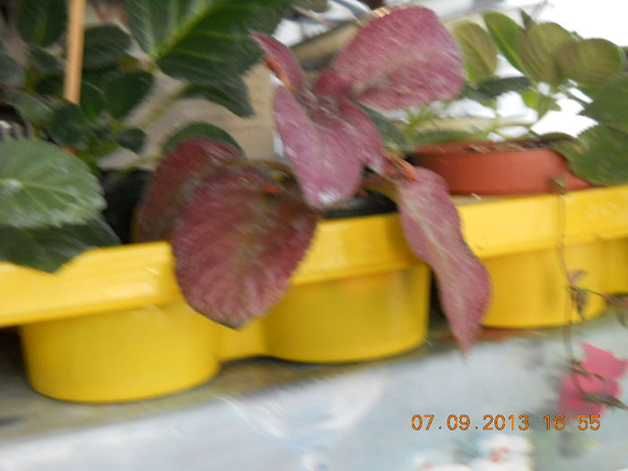 episcia