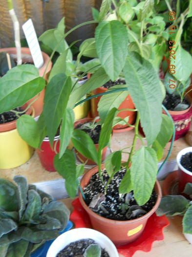 pasiflora cocinea