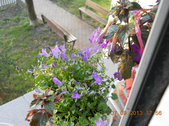 campanula