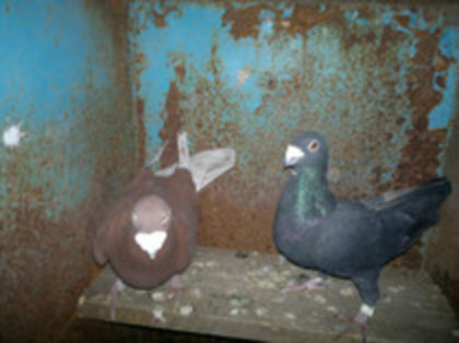 pereche vandutii - porumbei vinduti