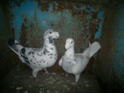 vandutii - porumbei vinduti