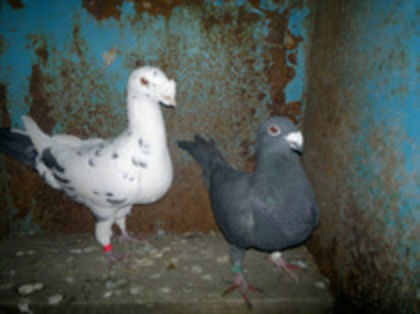 vandutii - porumbei vinduti