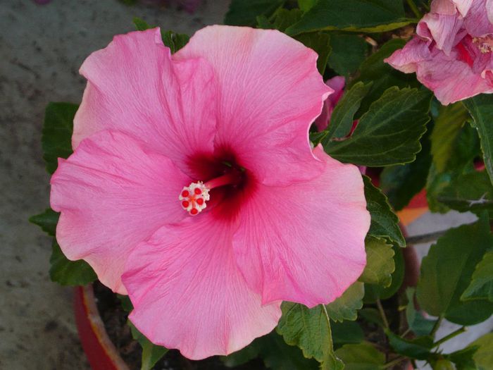 Picture 1883 - x 2013 hibiscus rosa sinesis 2