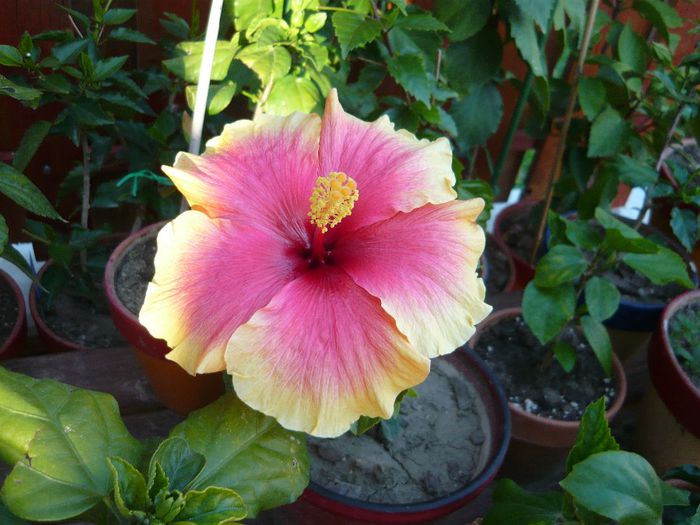 Picture 1887 - x 2013 hibiscus rosa sinesis 2
