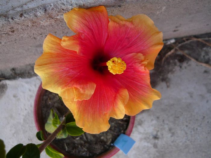Picture 1892 - x 2013 hibiscus rosa sinesis 2