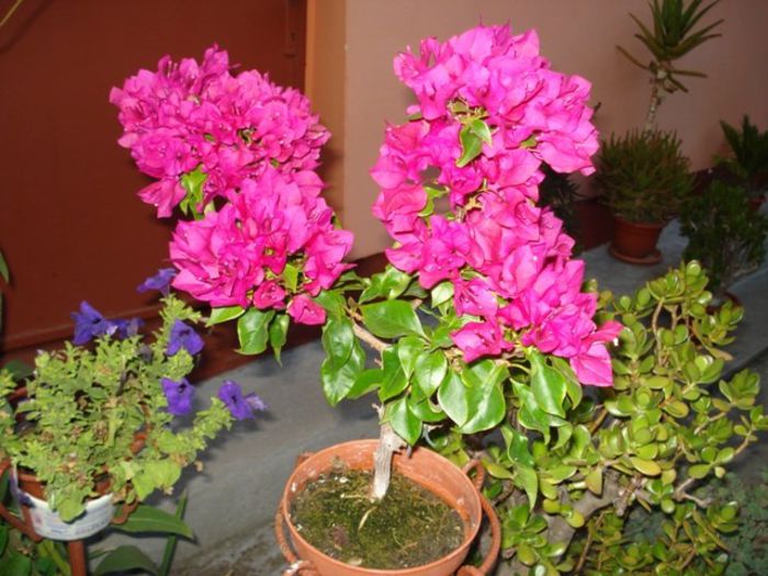 inceput de septembrie 2013 (3) - bougainvillea