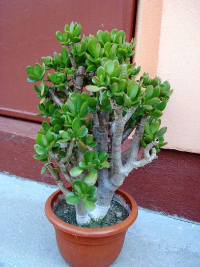 8 septembrie 2013; la 4 luni dupa tunderea drastica
