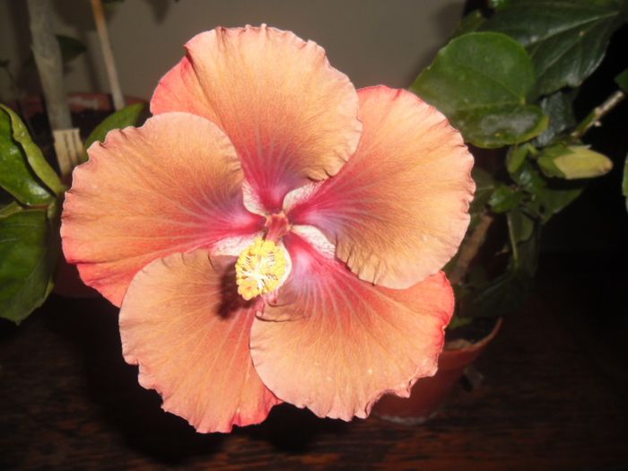 Chocolate High ( Jim Berry) - Hibiscus 2013-3