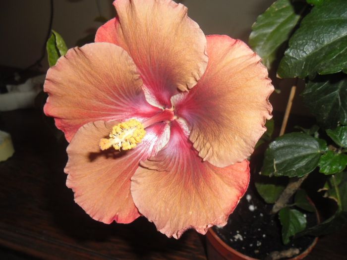 Chocolate High ( Jim Berry) - Hibiscus 2013-3