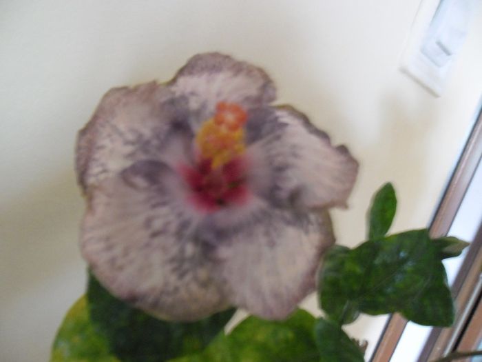White Diamond - Hibiscus 2013-3