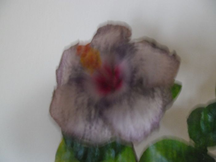 White Diamond - Hibiscus 2013-3
