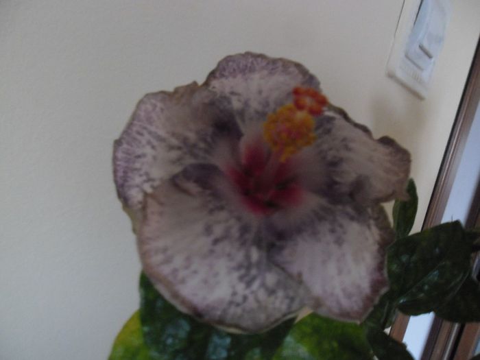 White Diamond - Hibiscus 2013-3