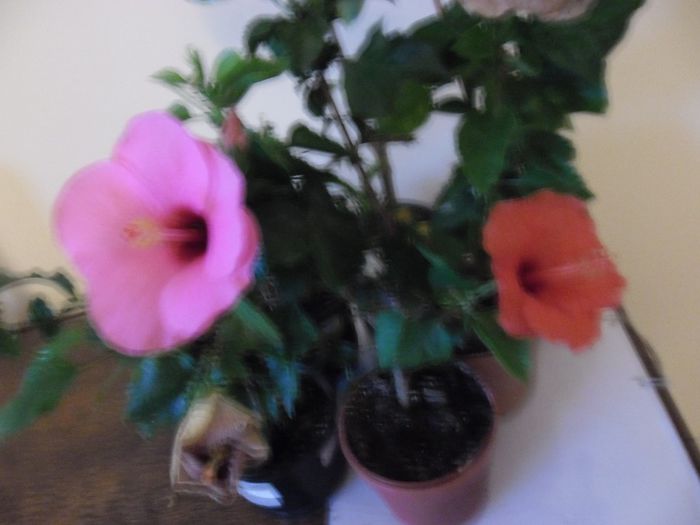 Adonicus Pink+ Sunny Bordeaux - Hibiscus 2013-3