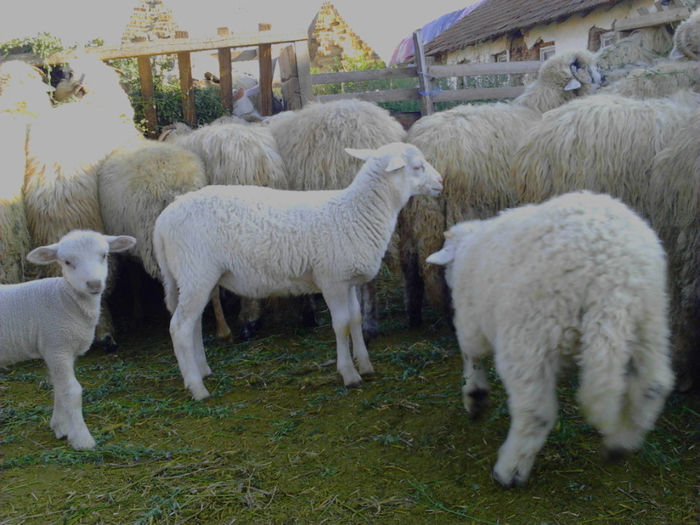 in mijloc metis Dorper, in dreapta miel de turcana si in stanga miel de merinos - 4 Greutate metisi cu Dorper