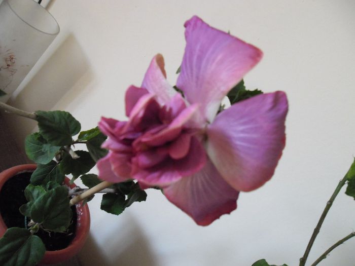 Exotic Lavander Lady - Hibiscus 2013-3